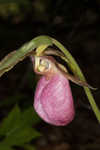 Pink lady's slipper <BR>Moccasin flower